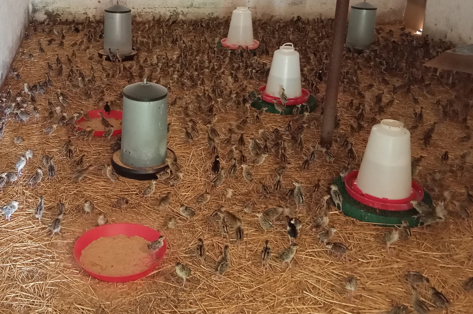 Agricola Altieri Toscana Arezzo allevamento fagiani e pernici rosse