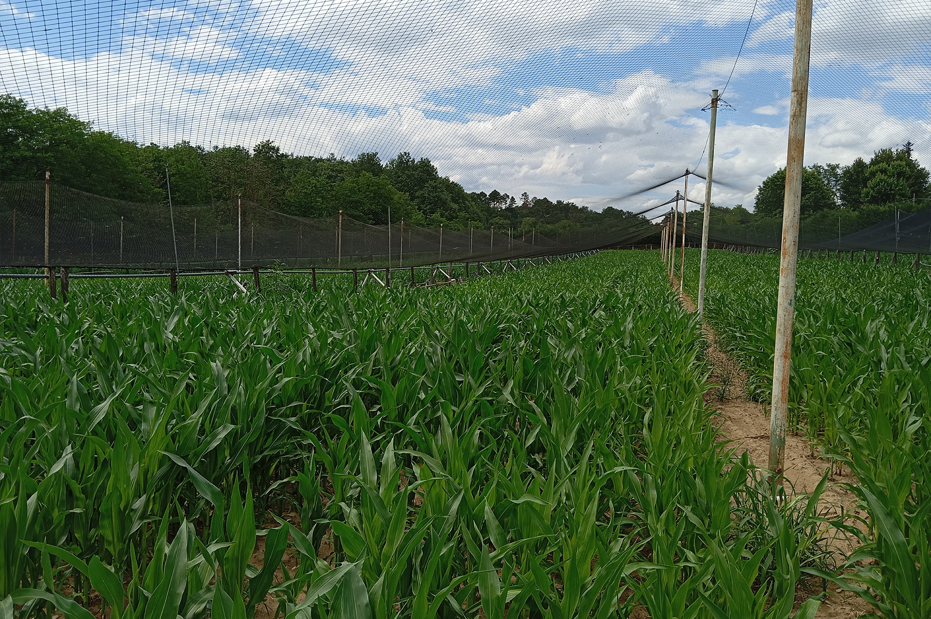Agricola Altieri Toscana Arezzo allevamento fagiani e pernici rosse