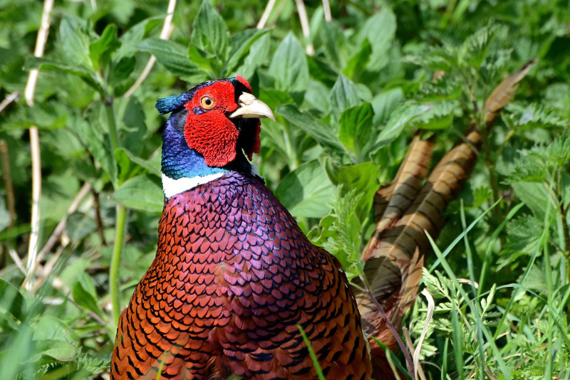 Agricola Altieri Toscana Arezzo allevamento fagiani e pernici rosse