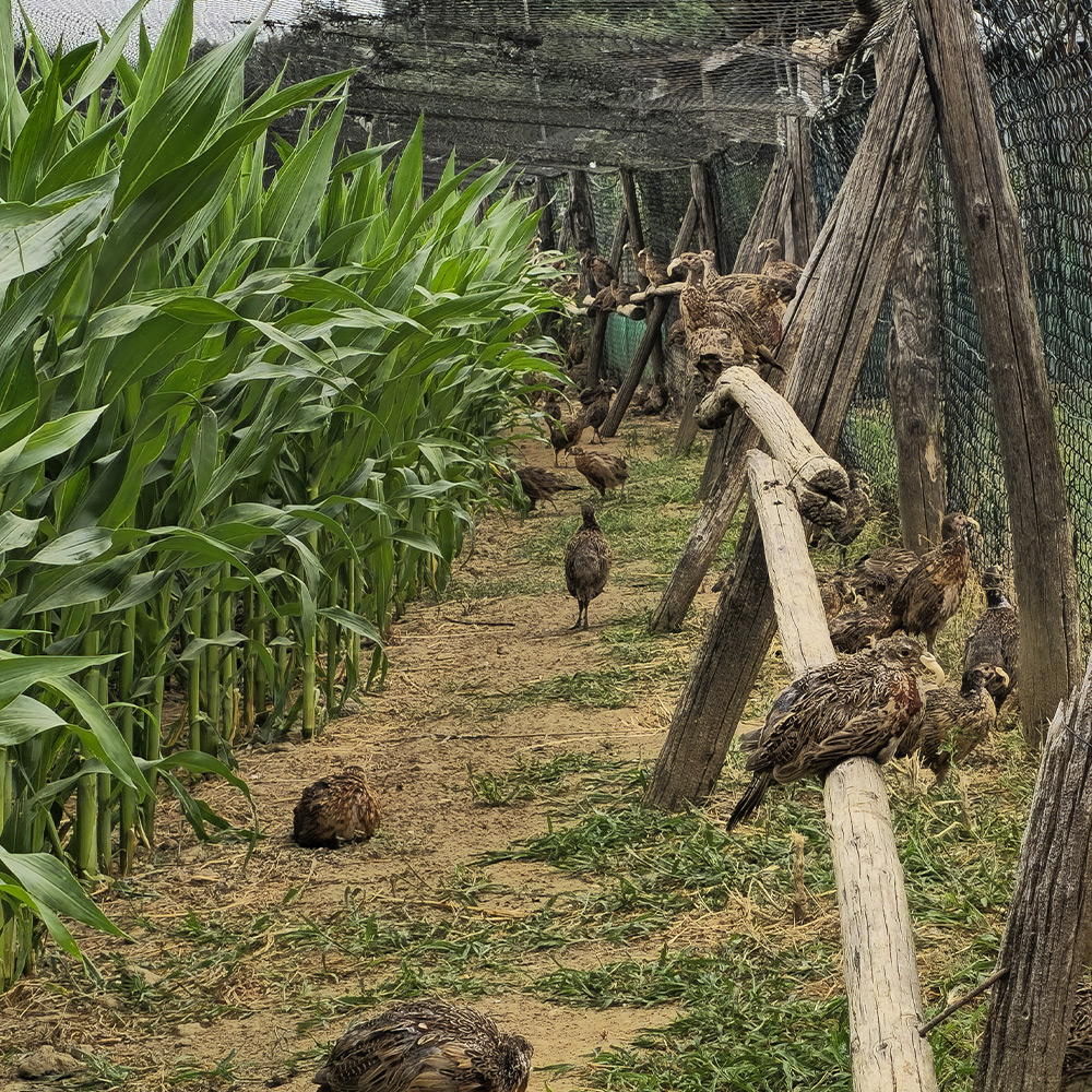 Agricola Altieri Toscana Arezzo allevamento fagiani e pernici rosse