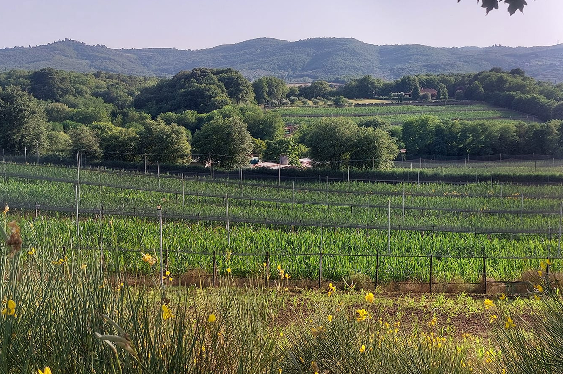 Agricola Altieri Toscana Arezzo allevamento fagiani e pernici rosse