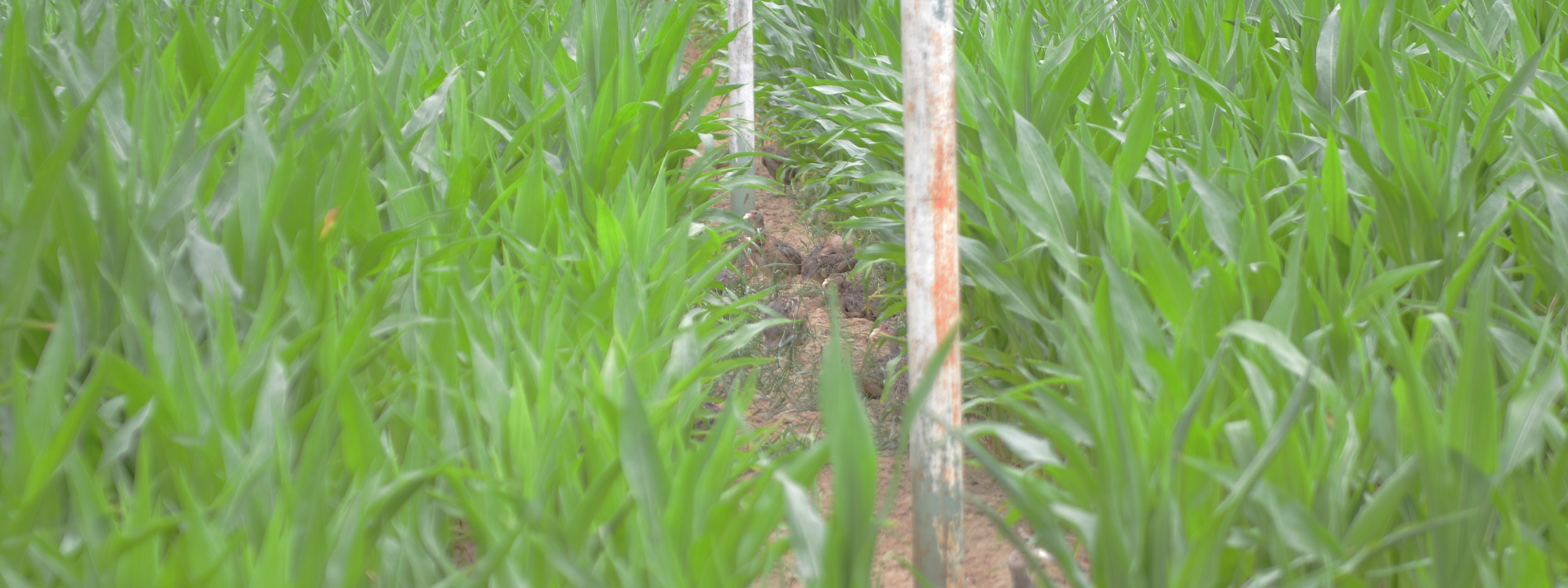 Agricola Altieri Toscana Arezzo allevamento fagiani e pernici rosse
