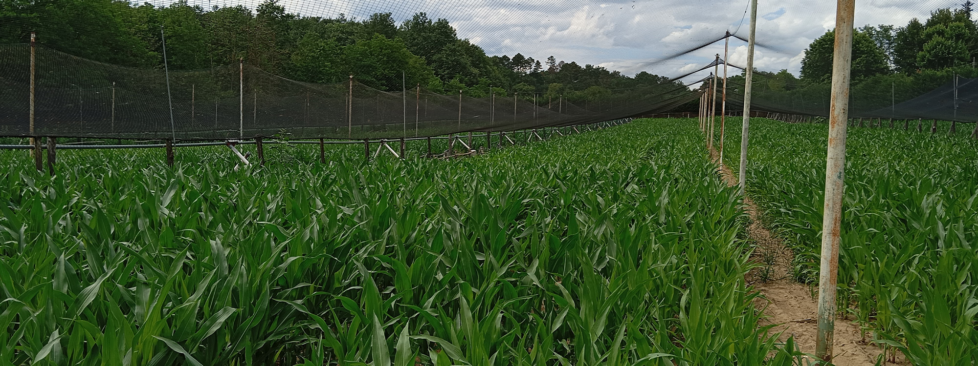 Agricola Altieri Toscana Arezzo allevamento fagiani e pernici rosse